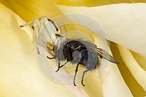 White crab spider with a fly