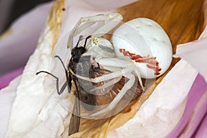 White crab spider with a fly