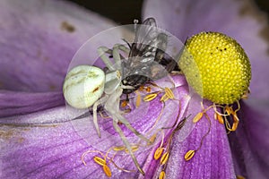 White crab spider with a fly