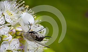 White crab spider Misumen vatia and its insect prey ount. On a white spirea flower.