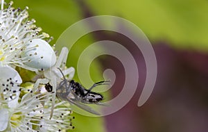 White crab spider Misumen vatia and its insect prey ount. On a white spirea flower.