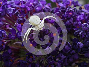 White Crab spider, Misumena vatia on deep purple flowers of Butterfly Bush ie Buddleia davidii.