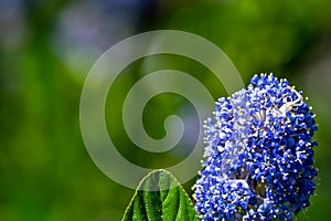 White crab spider, Misumena vatia, hiding inside the purple flowers of the garden shrub Californian Lilac, ceanothus thyrsiflorus