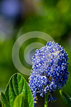 White crab spider, Misumena vatia, hiding inside the purple flowers of the garden shrub Californian Lilac, ceanothus thyrsiflorus