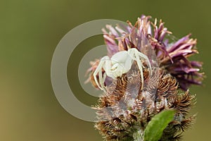 A white Crab Spider Misumena vatia perched on a flower waiting for its prey to land on the flower and nectar.