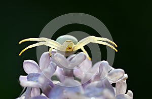 White Crab Spider Misumena vatia