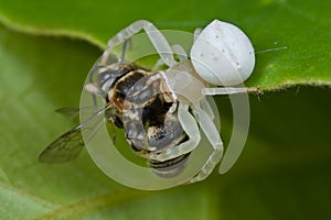 A white crab spider with prey - a bee