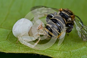 A white crab spider with prey - a bee