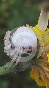 white crab spider on a yellow flower