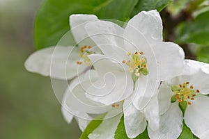 White Crabapple