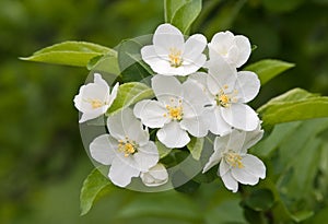 White Crabapple blooms - Malus Sargenti