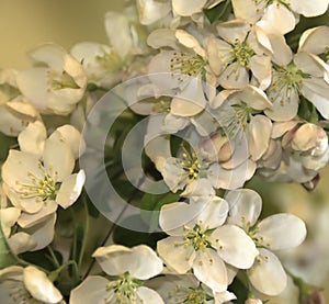 White Crabapple Blossoms