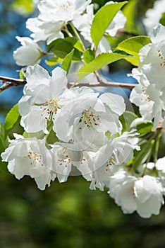 White Crabapple Blossoms with dark green and blue background