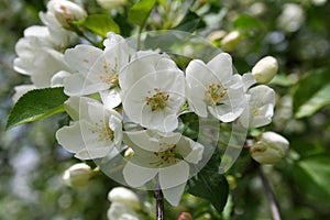 White Crabapple Flowers and Buds