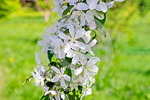 White crabapple tree blossom on green leaves background in the garden in spring.