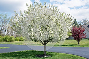 White Crabapple Tree in Full Bloom in Springtime