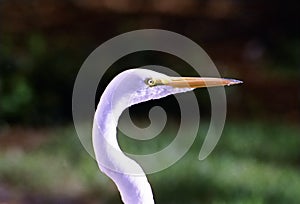 White crane