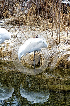 White crane