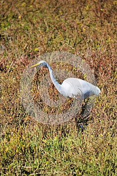 White crane bird Bolsa Chica ecological Reserve