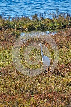 White crane bird Bolsa Chica ecological Reserve photo