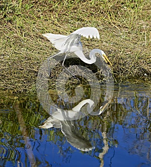 White crane bird Everglades swamp Florida