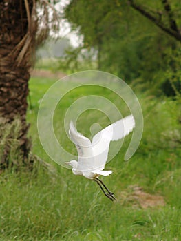 Blanco grua pájaro en anos 