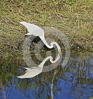 White crane bird Swamp Everglades Florida
