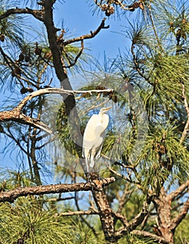 White crane bird tree Everglades Florida