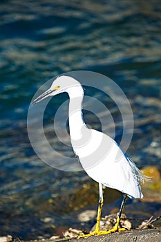 White crane bird Bolsa Chica ecological Reserve photo