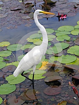 White Crane of Cuba photo