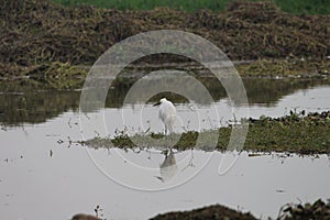 a white crane is fishing in Gharana wetland during the winter season in Jammu