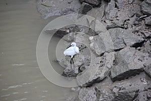 The white crane and Pollute river