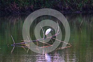 White crane sitting on bamboo wood and watching to hunt on fish