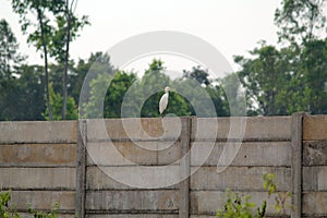 White Crane sitting on Boundary Wall