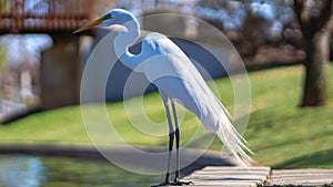 White Crane Taken With 85MM 1.8F In OK