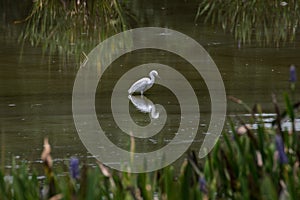 White Crane in Water with Reflection