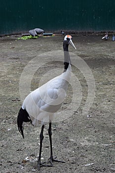 white crane in the zoo is standing