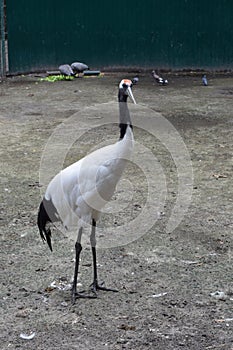 white crane in the zoo is standing