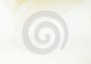 White and cream background. Expressed sensibility, softness, relaxation. photo