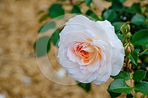 White cream orange single rose with its green leaves in a spring season at a botanical garden.