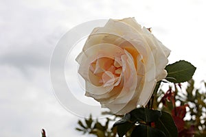 A white creamy tender rose in bloom, blossom, steely grey sky in the background