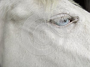 White cremello horse blonde mane blue eyes