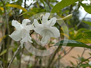 White Crepe jasmine
