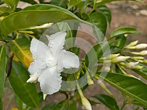 White Crepe jasmine