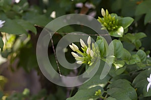 White crepe Jasmine flower buds (Tabernaemontana divaricata), shallow focus