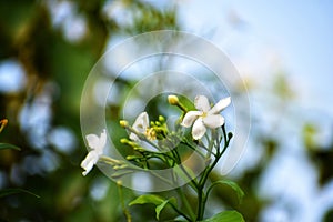 White crepe Jasmine flower with green leaves and branches