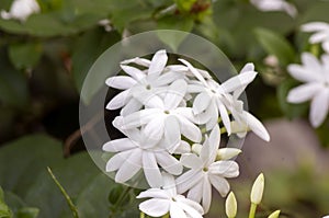 White crepe Jasmine flowers (Tabernaemontana divaricata), shallow focus