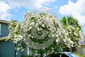 White crepe myrtle flower