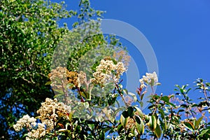 White crepe myrtle flower