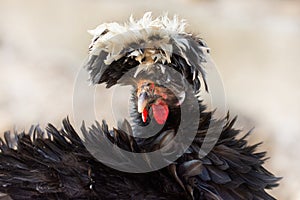 White Crested Black Polish Chicken